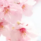 グランド・シエル西尾